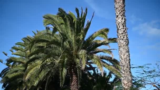 Tropische Palmenblätter wiegen sich in einer sanften Brise vor blauem Himmel — Stockvideo