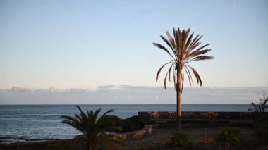 Tropik palmiye yaprakları mavi gökyüzüne karşı hafif bir esintide sallanıyor.