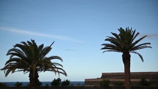 Tropické palmy listů kolébat v jemném vánku proti modré obloze — Stock video