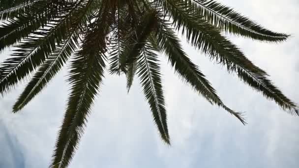 Тропические пальмовые листья колеблются в нежном ветерке против голубого неба — стоковое видео