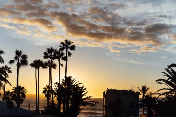 Pálmafák ringatóznak a szélben az óceán közelében naplementekor. — Stock Fotó
