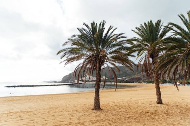 Altın kumun, palmiye ağaçlarının, güneş panjurlarının tepesinden bak. bulutlu hava