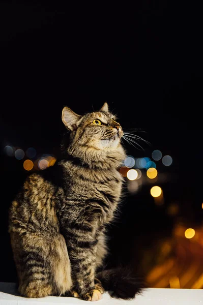 Close up face tabby cat na luz da noite com fundo borrão — Fotografia de Stock