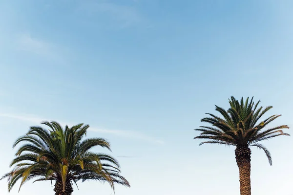 Tropical palm tree leaves sway in a gentle breeze against blue sky — Stock Photo, Image