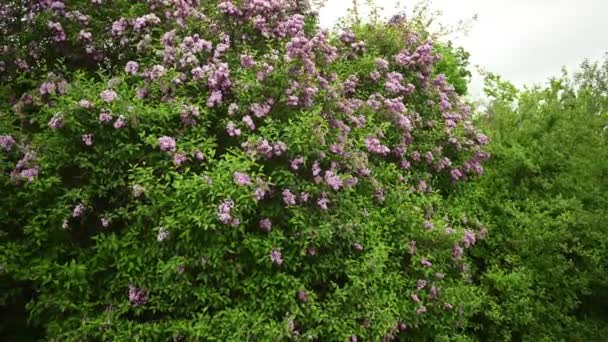 Lindos botões lilás florescendo se movem ao vento. Um grande arbusto no meio de um parque da cidade — Vídeo de Stock
