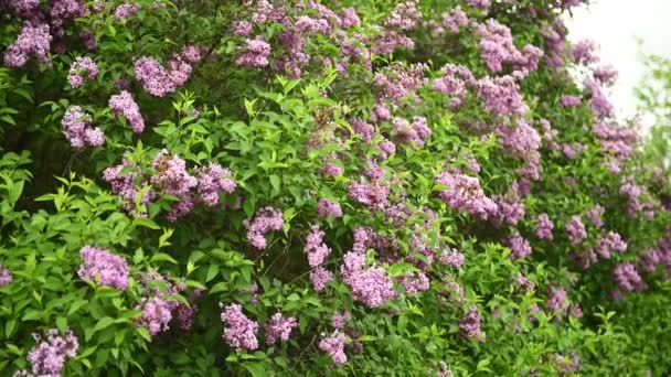 Lindos botões lilás florescendo se movem ao vento. Um grande arbusto no meio de um parque da cidade — Vídeo de Stock