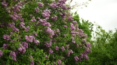 Güzel çiçek açan leylak tomurcukları rüzgarda hareket eder. Şehir parkının ortasında büyük bir çalı.