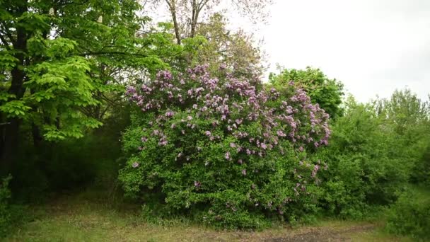 Hermosos brotes de color lila en flor se mueven en el viento. Un gran arbusto en medio de un parque de la ciudad — Vídeos de Stock