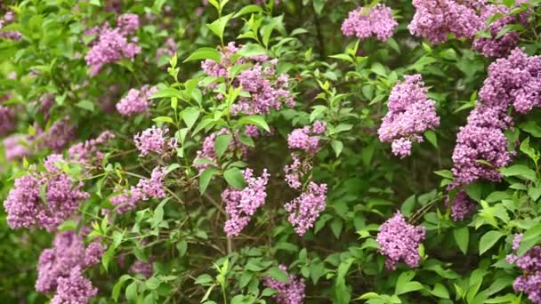 Beautiful blooming lilac buds move in the wind. A large bush in the middle of a city park — Stock Video