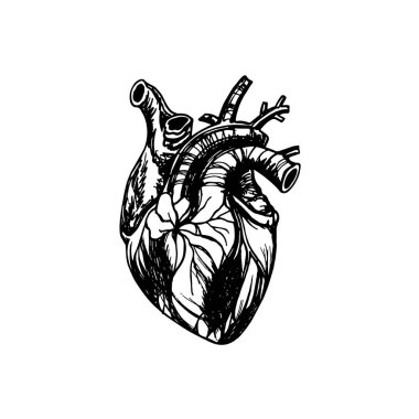 İllüstrasyon insan kalp