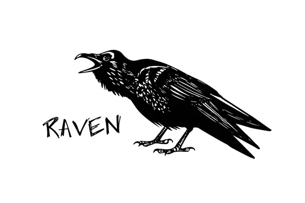 Hand drawn raven — Stock Vector