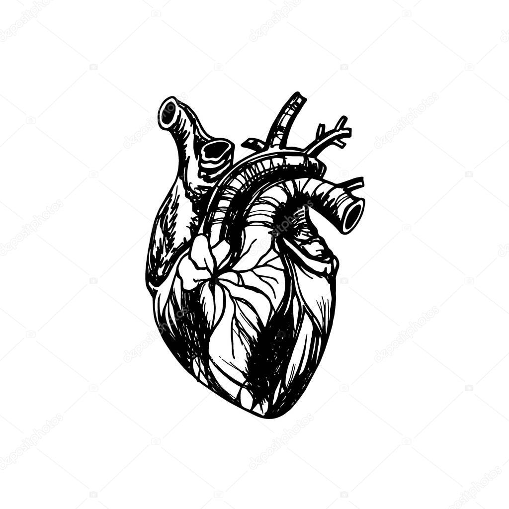 Ilustracja Ludzki Serce Grafika Wektorowa Ezhevica