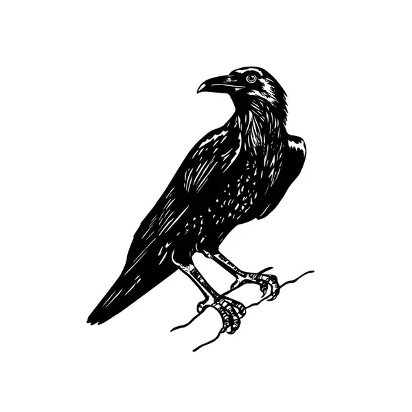 Hand getekende raven — Stockvector