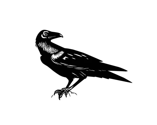 Cuervo dibujado a mano — Archivo Imágenes Vectoriales