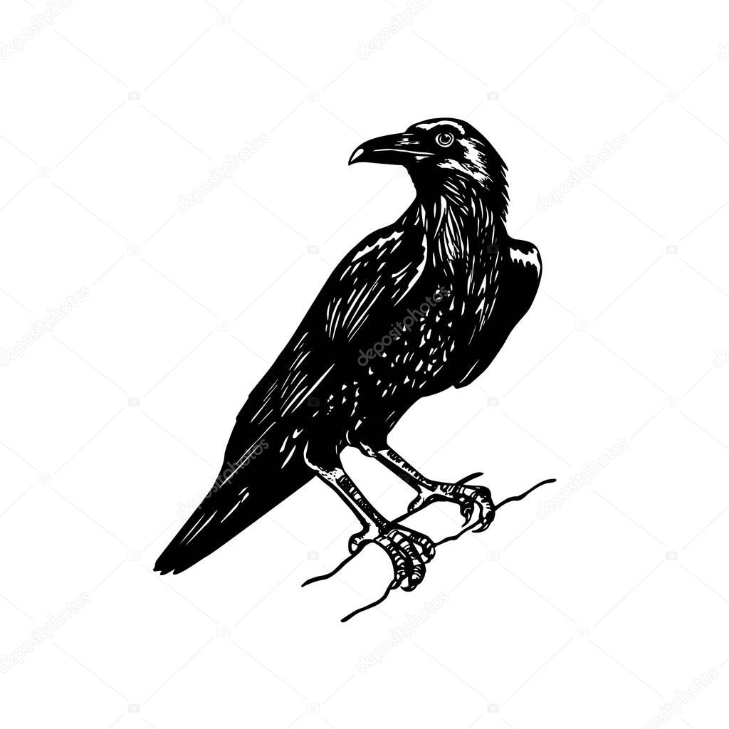 Vector illustration of hand drawn raven sitting on a tree bough. Ink drawing, graphic style.