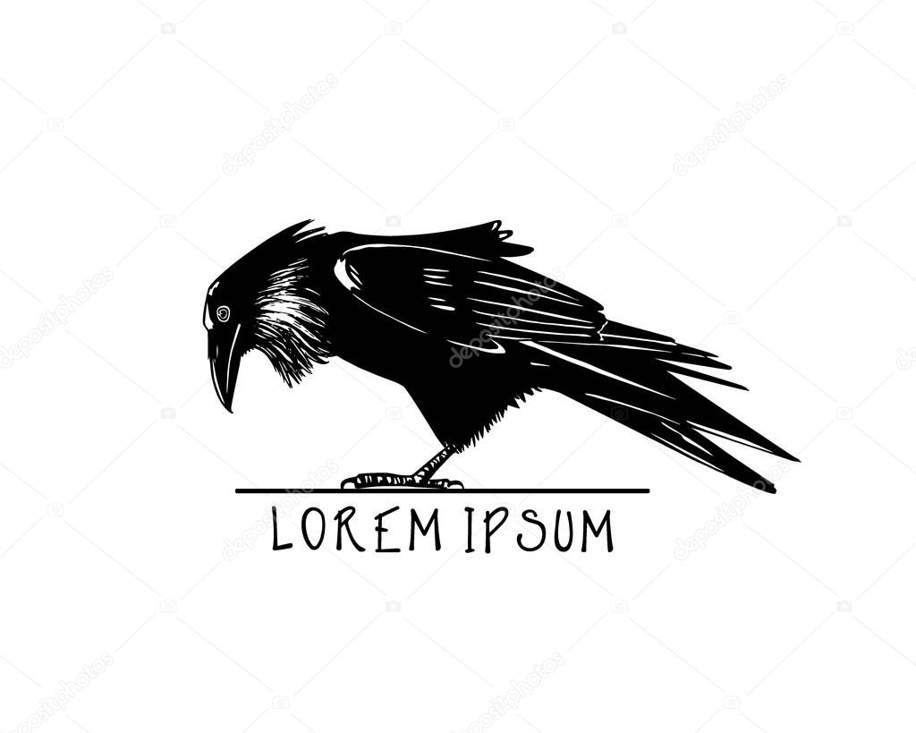 Vector illustration of hand drawn raven looking down. Ink drawing, graphic style.