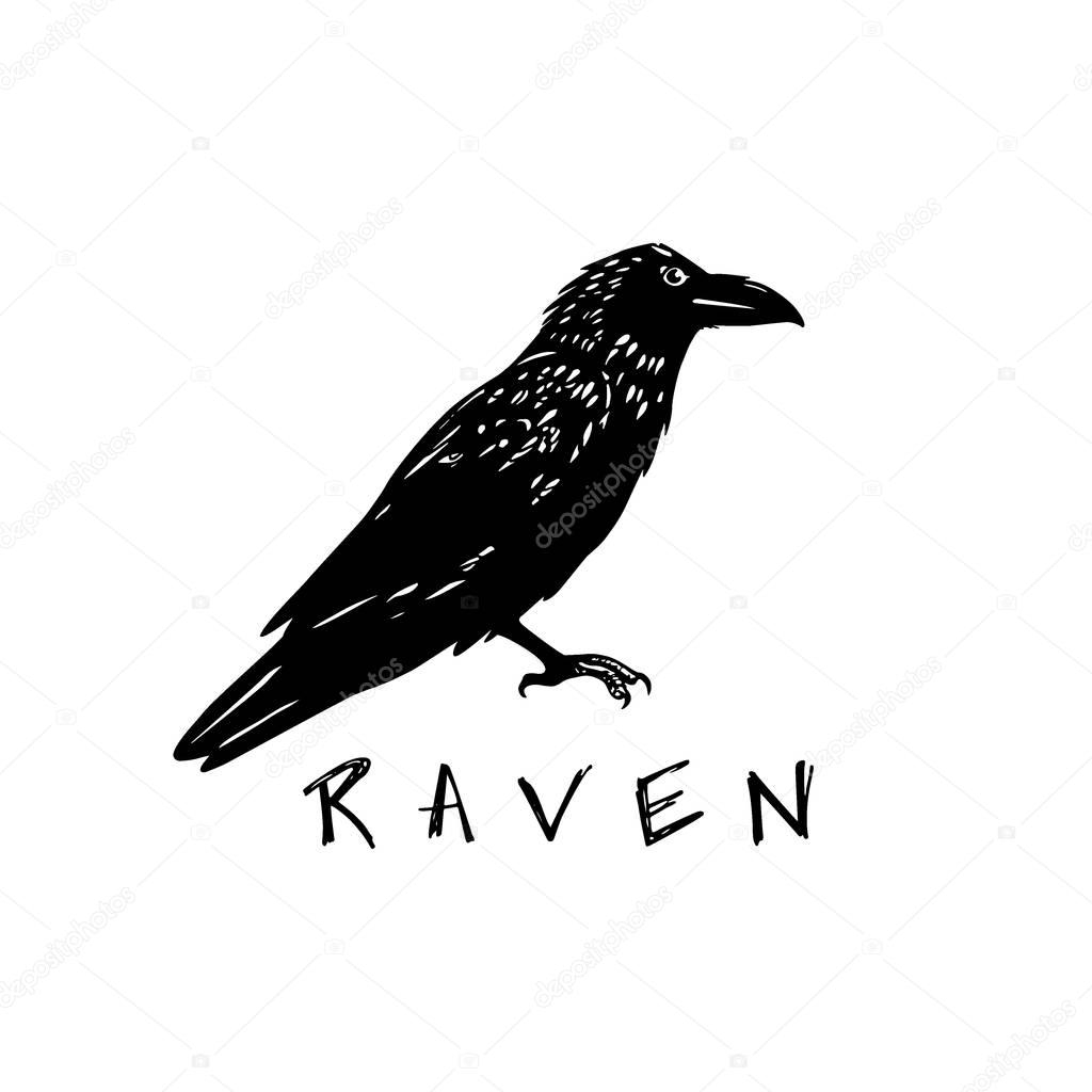 Vector illustration of hand drawn raven. Ink drawing, graphic style.