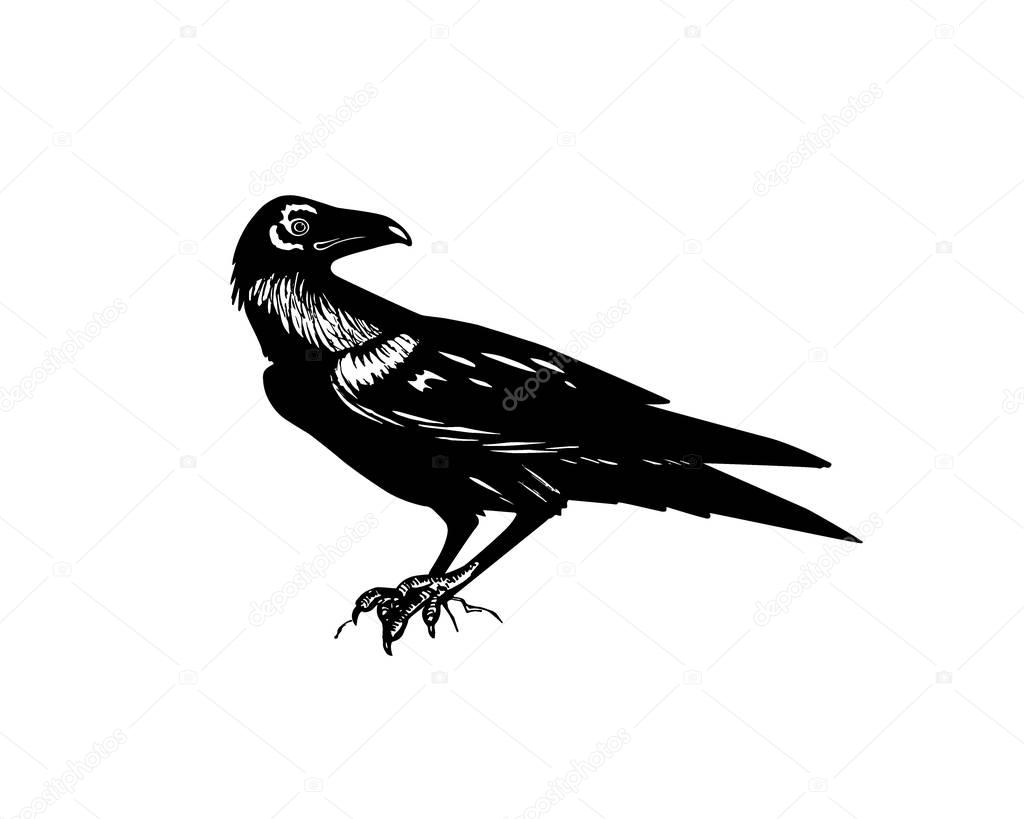 Vector illustration of hand drawn raven. Ink drawing, graphic style.