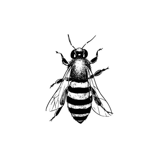 Vintage bee ilustrace — Stockový vektor