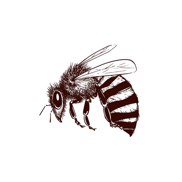 老式的蜜蜂图 — 图库矢量图片