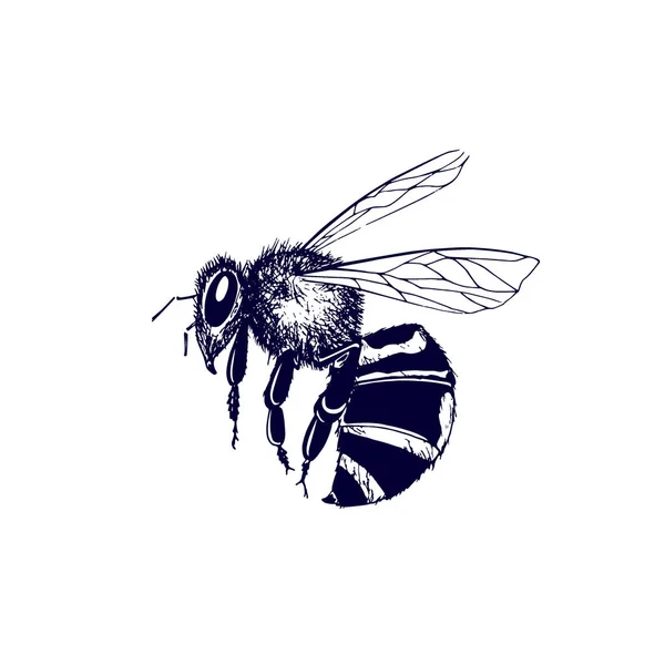 Vintage bee illustratie — Stockvector