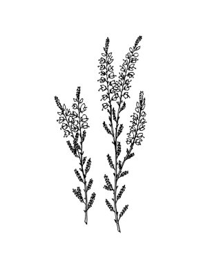Çizilmiş heather el