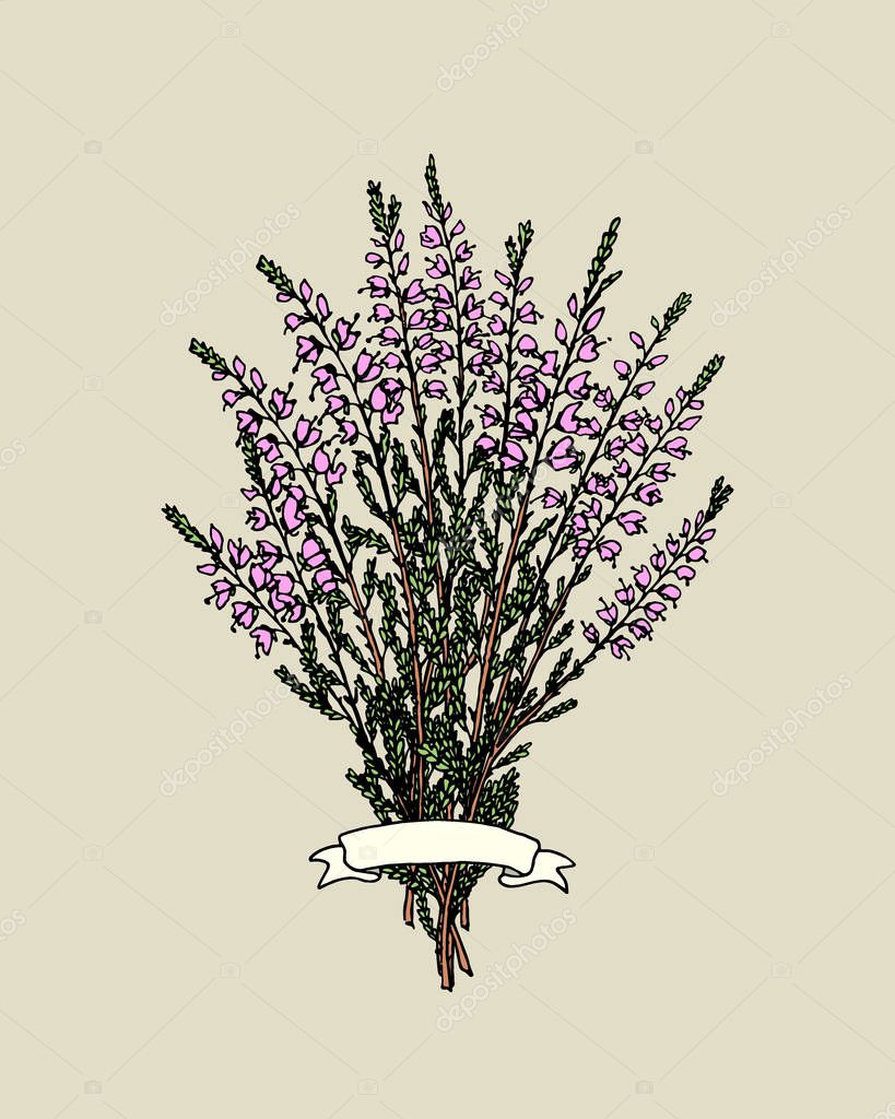 Vector emblem template with hand drawn heather branches and ribbon. Beautiful vector graphics for branding. Icons, badges and labels design.