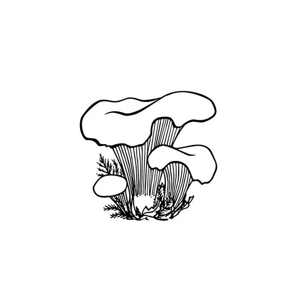 Hand drawn wild mushrooms — Stock Vector