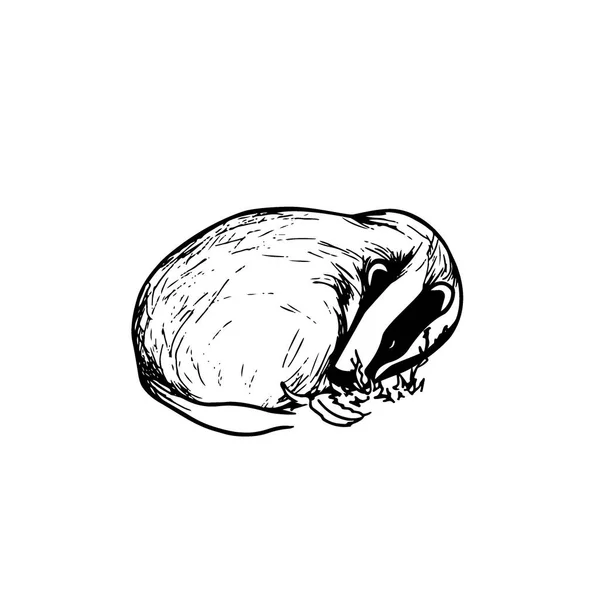 Hand drawn badger — Stock Vector