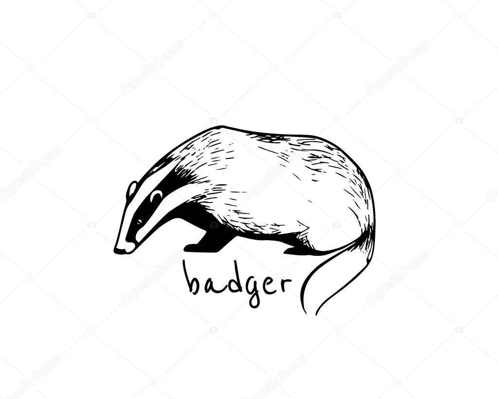 Vector illustration of hand drawn badger. Ink drawing, graphic style. Beautiful design elements.