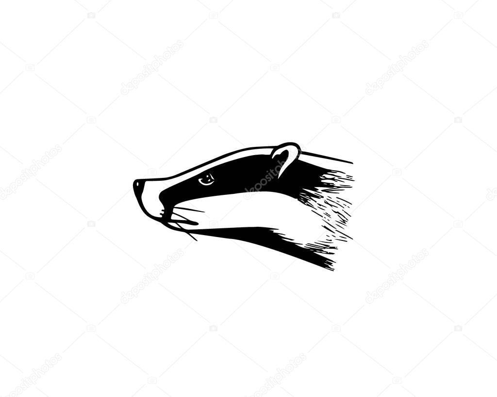Vector illustration of hand drawn badgers head. Ink drawing, graphic style. Beautiful design elements.