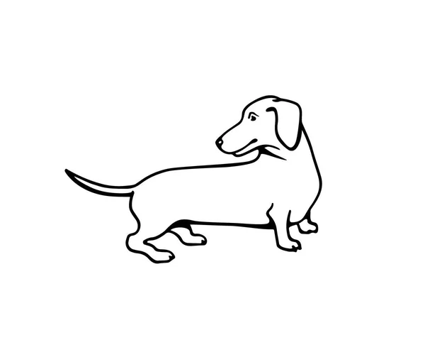 Dachshund dibujado a mano — Archivo Imágenes Vectoriales