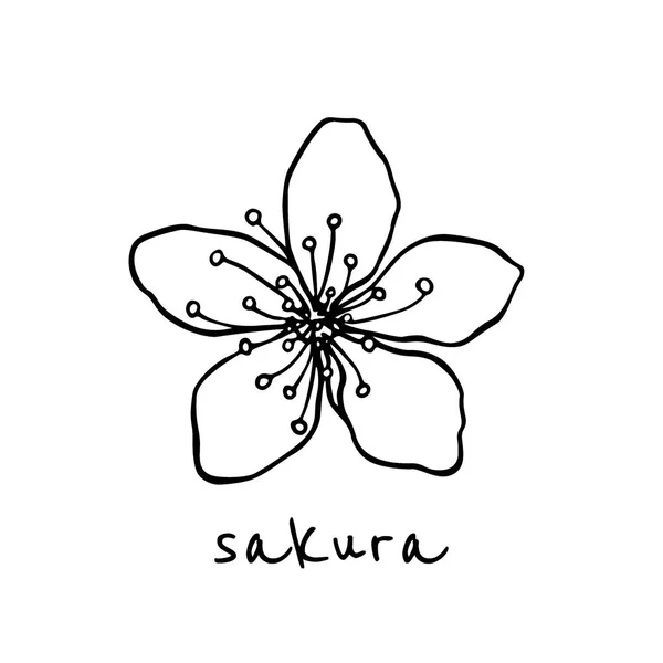 Hand dras sakura blomma — Stock vektor