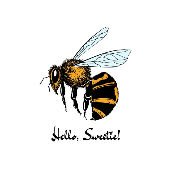 手工绘制的蜂蜜蜂 — 图库矢量图片
