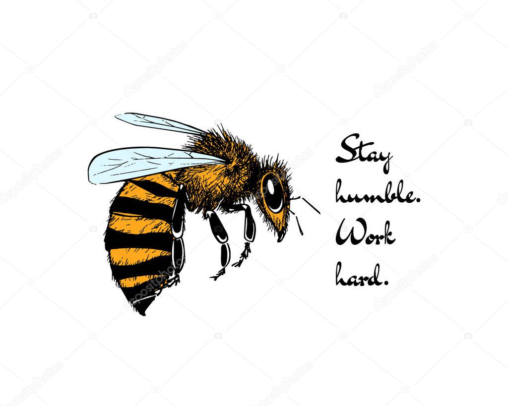 Hand drawn honey bee