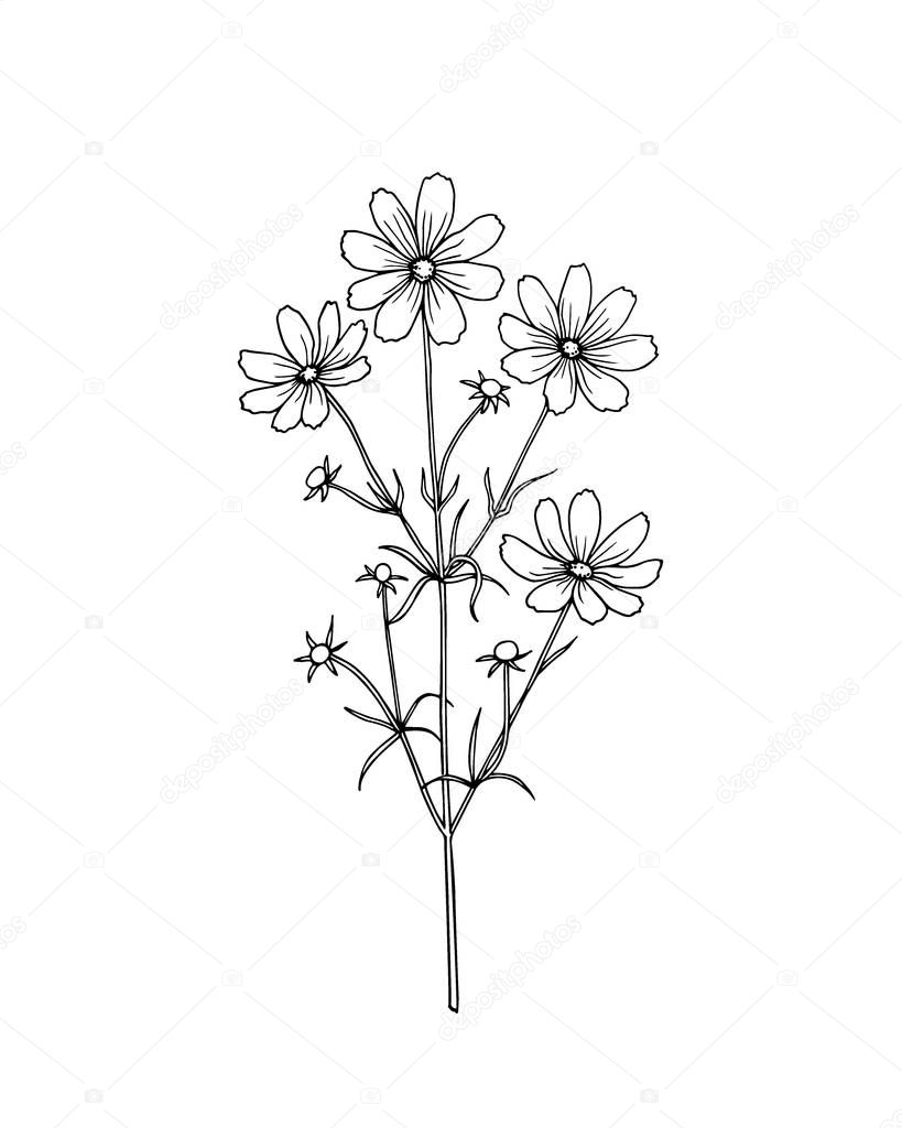 Hand drawn wildflower — Stock Vector © Ezhevica #147050103