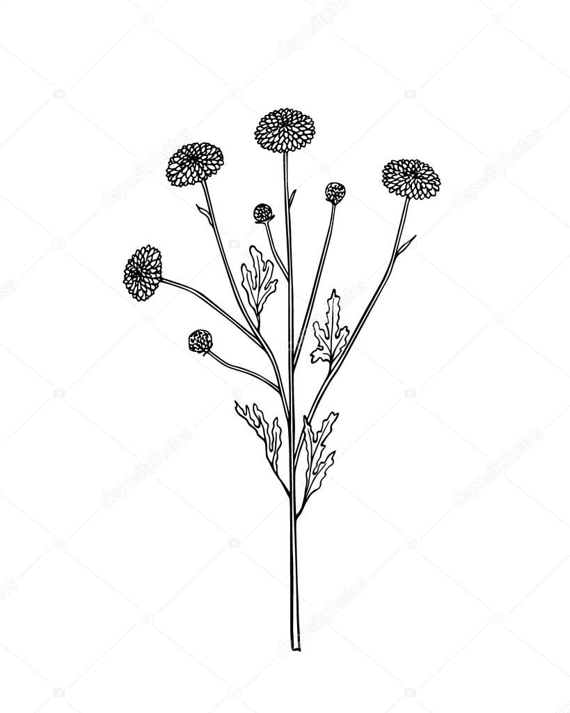Download Hand drawn wildflower — Stock Vector © Ezhevica #147050157