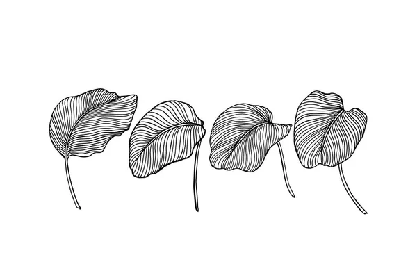手描き熱帯葉 — ストックベクタ