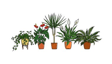 Elle çizilmiş houseplant