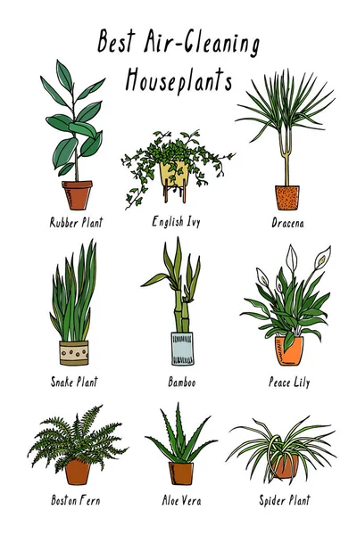 Plantas de sala desenhadas à mão — Vetor de Stock