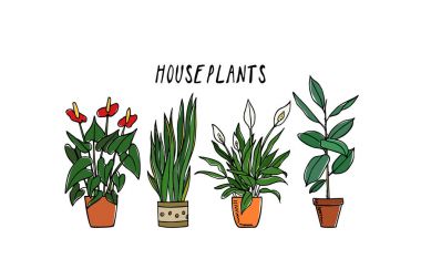 Elle çizilmiş houseplant