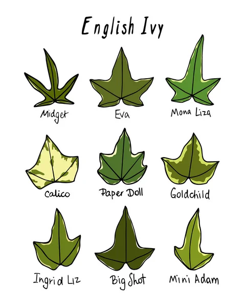 ᐈ Edera Inglese Illustrazione Di Stock Vettore Edera Inglese Scarica Su Depositphotos