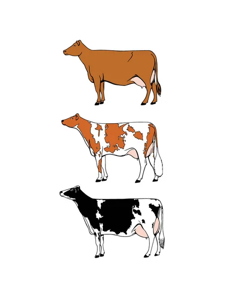 Εικονογράφηση βοοειδή γαλακτοπαραγωγής — Διανυσματικό Αρχείο