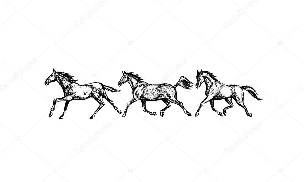 Vector illustration of hand drawn running thoroughbred horses. Beautiful design elements, charcoal drawing