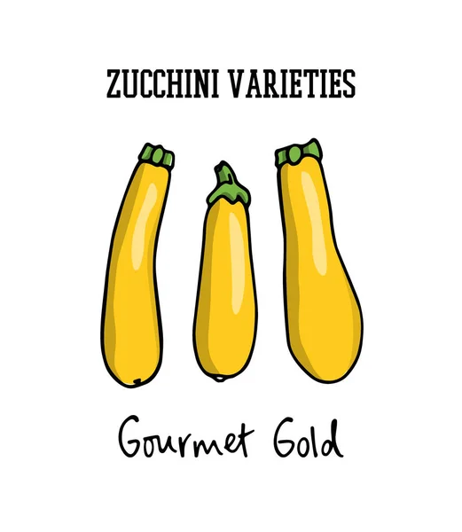 Handritad zucchini — Stock vektor