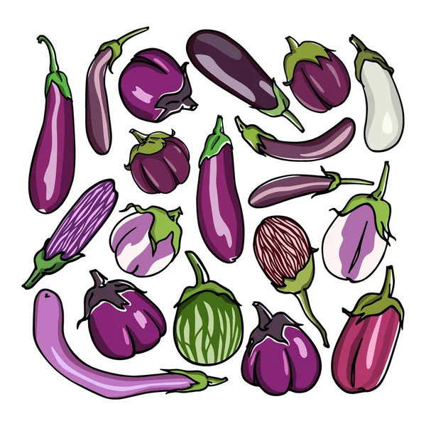 Eggplant varieties print — Stock Vector