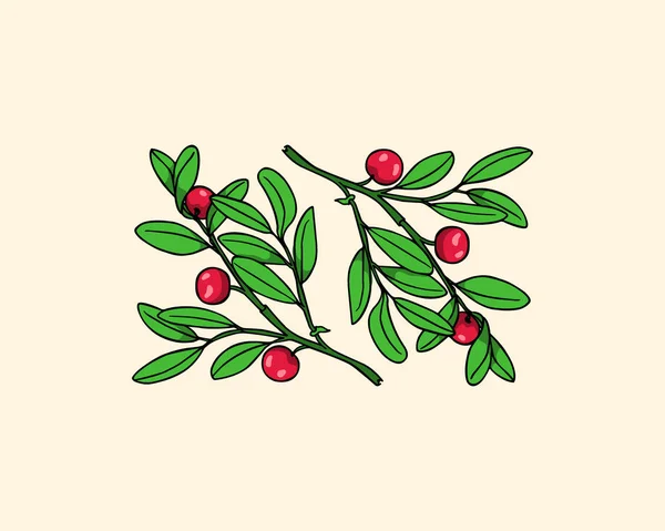 Χέρι συρμένο cranberry κλαδί — Διανυσματικό Αρχείο