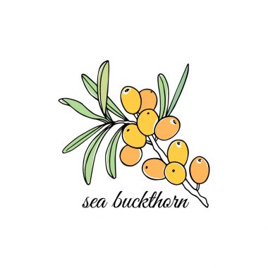 El çekilmiş deniz cehri dal