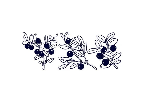 Ręcznie rysowane blueberry gałązki — Wektor stockowy