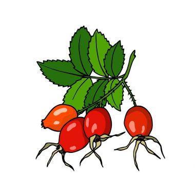 Elle çizilmiş köpek gül